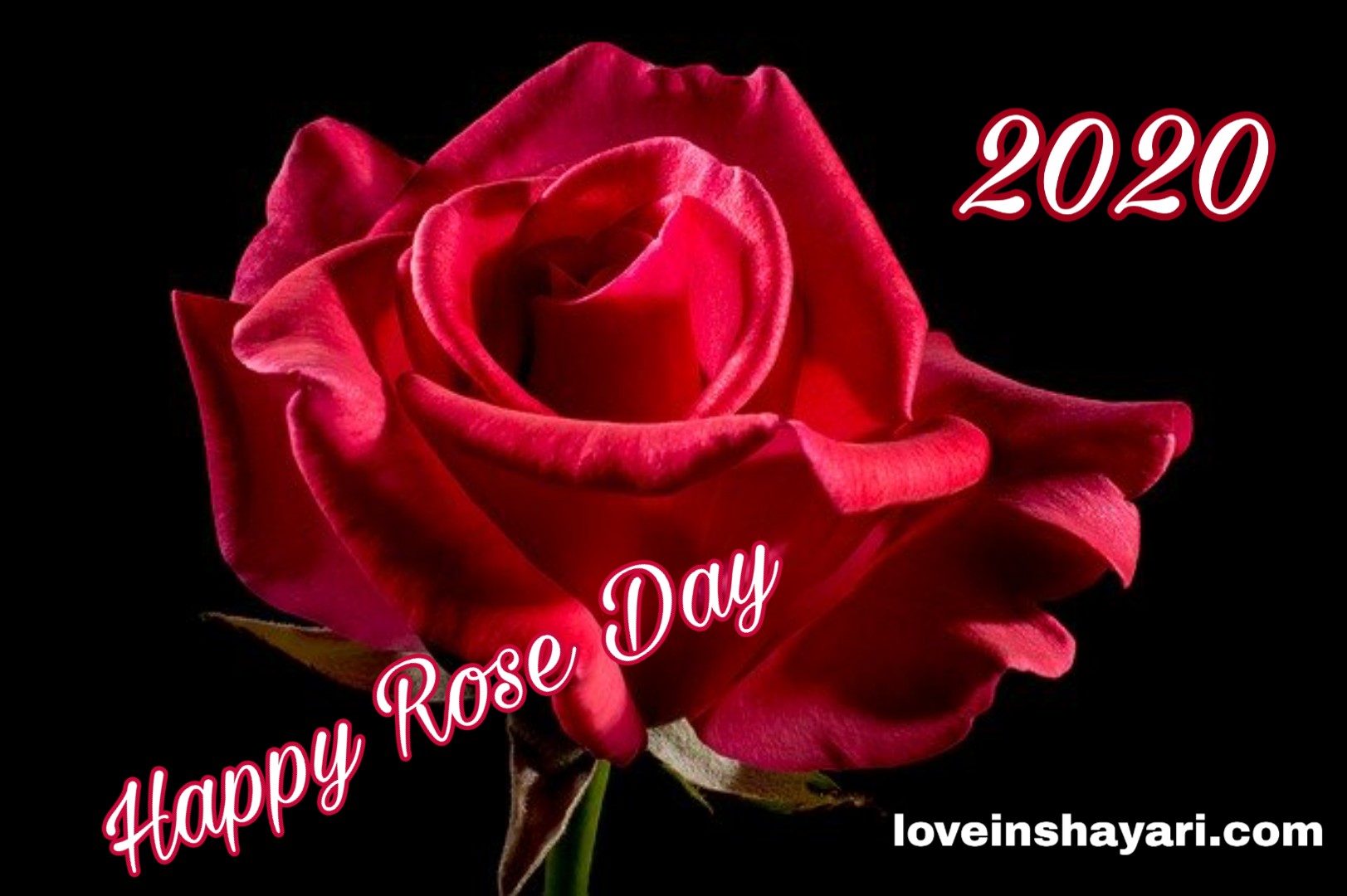 Happy rose day